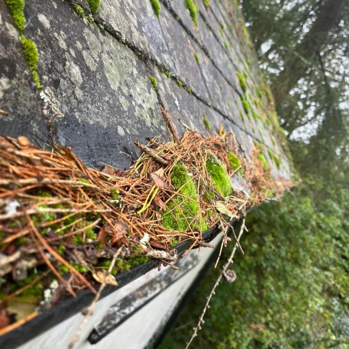 blocked gutters with leave and moss